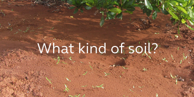 View posts from series: What Kind of Soil?